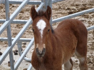 Fohlen Flicka